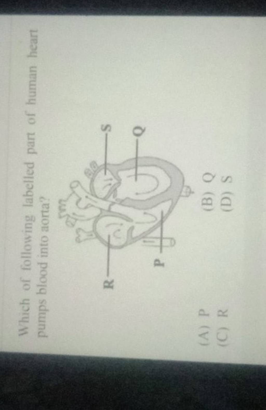 Which of following labelled part of human heart pumps blood into aorta?..