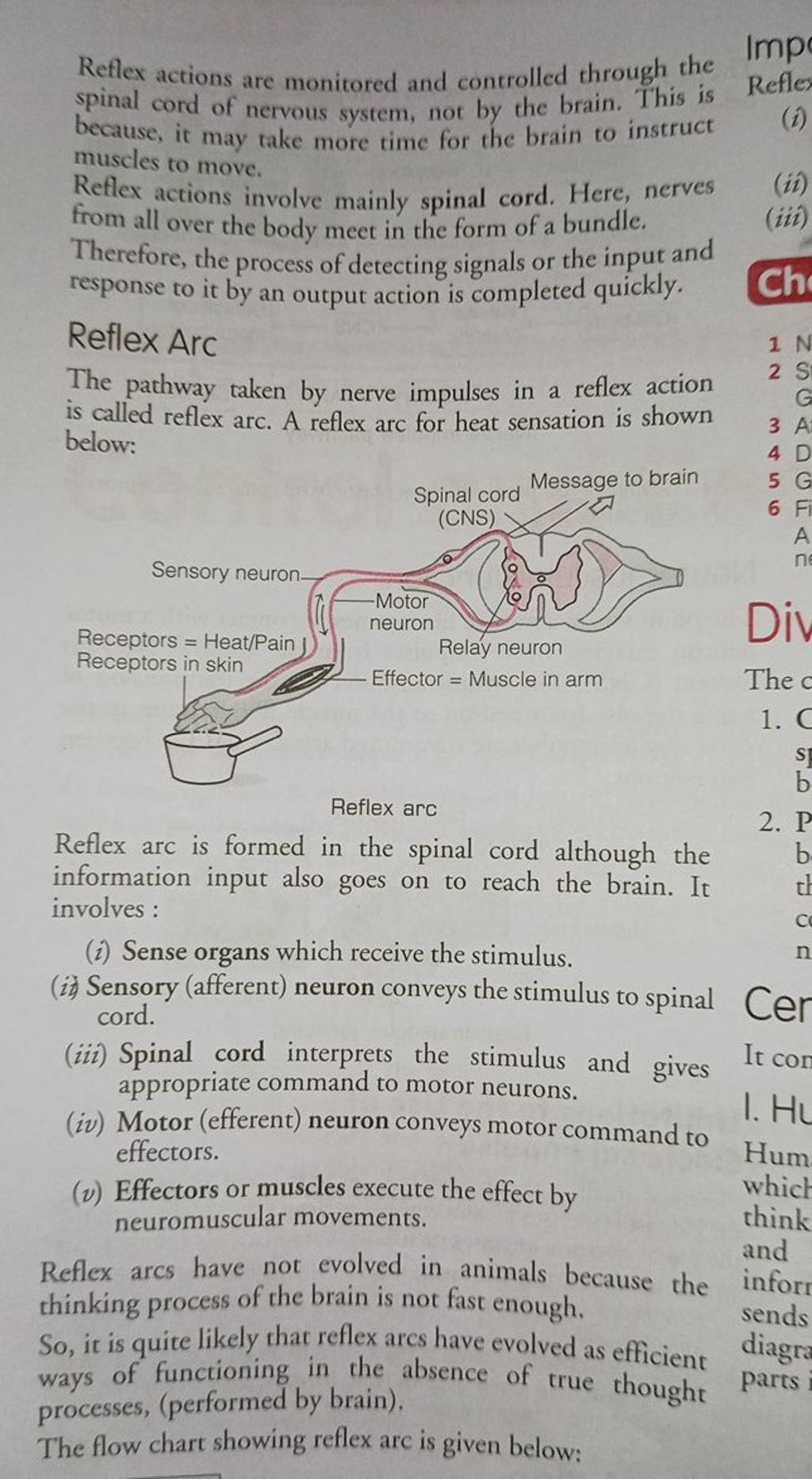 reflex-actions-are-monitored-and-controlled-through-the-spinal-cord-of-ne