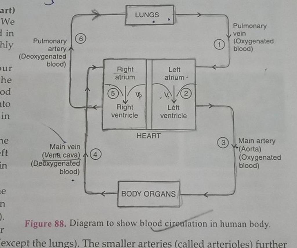 figure-88-diagram-to-show-blood-ciroulation-in-human-body-except-the-lu