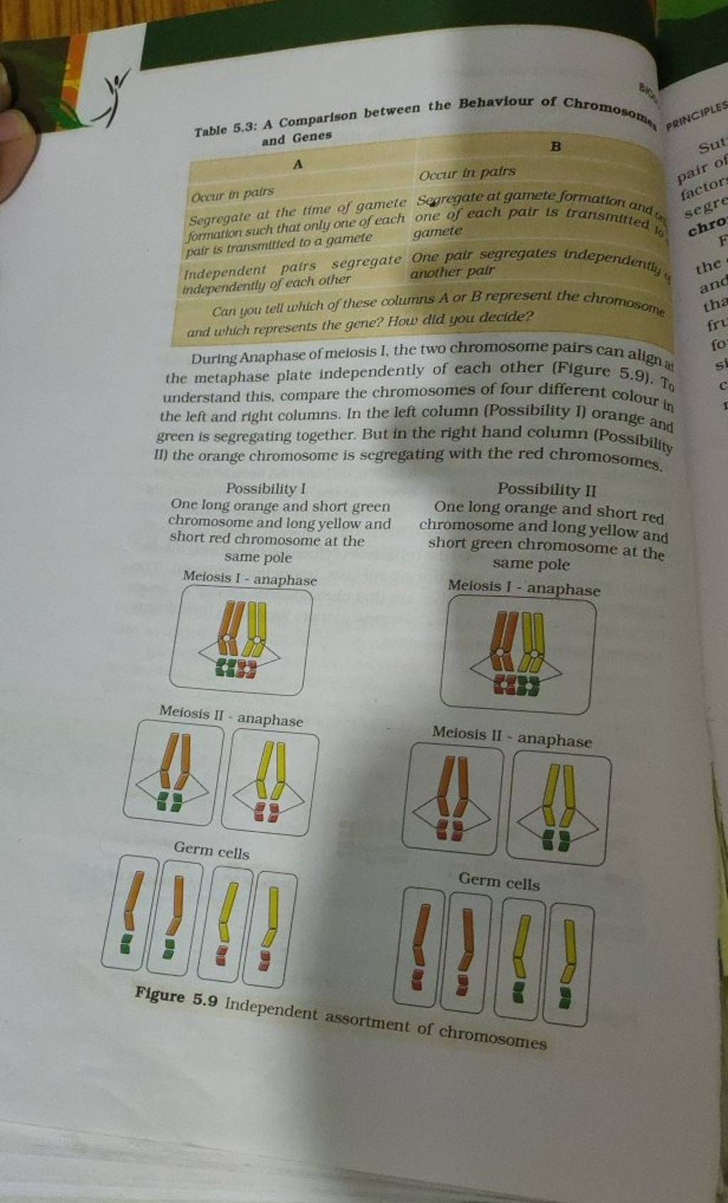 Table 5.3: A Comparison between the Behaviour of Chromosome and Genes A B..