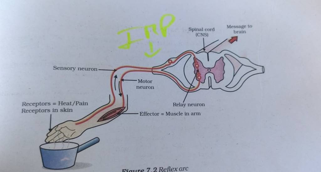 Sensory neuron- Receptors = Heat/Pain Receptors in skin Motor neuron Spin..