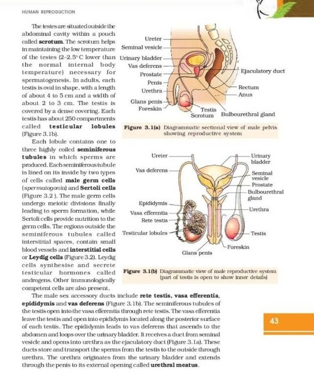 HUMAN REPRODUCTION The testes are situatedoutside the abdominal cavity wi..