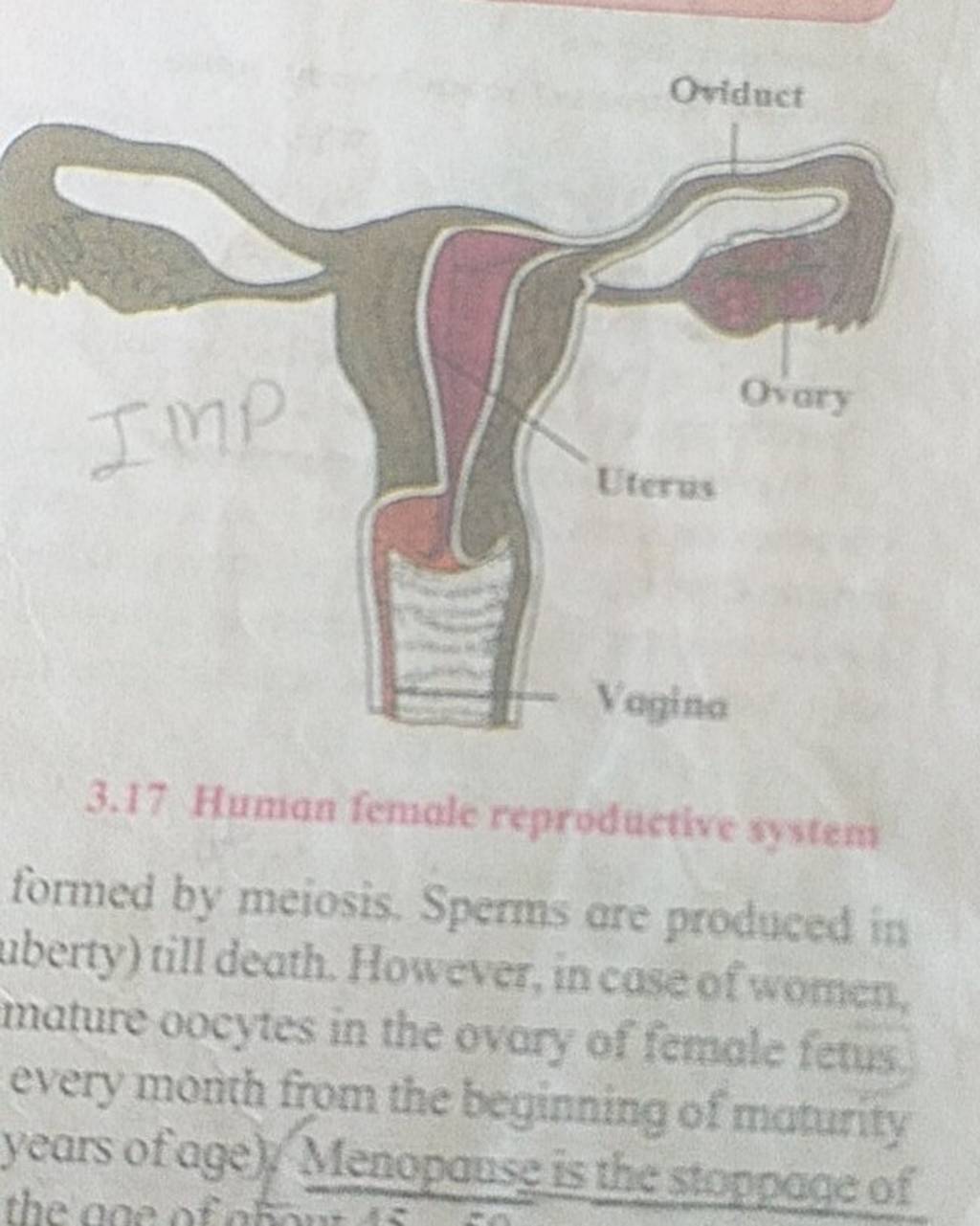 3.17 Human female reproductive systems formed by meiosis. Sperms are prod..