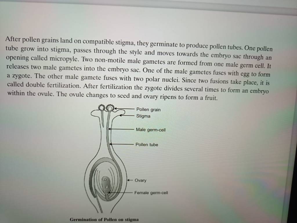 After pollen grains land on compatible stigma, they germinate to produce