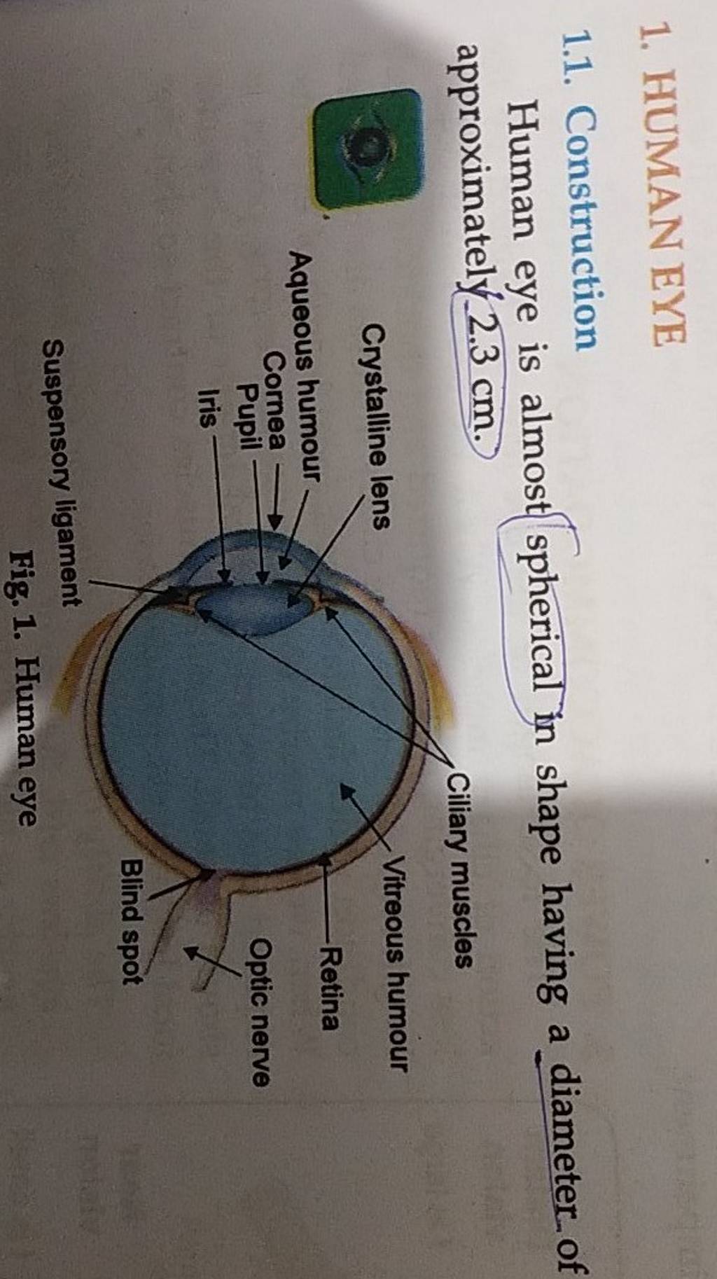 1. HUMAN EXE 1.1. Construction Human eye is almost spherical in shape hav..