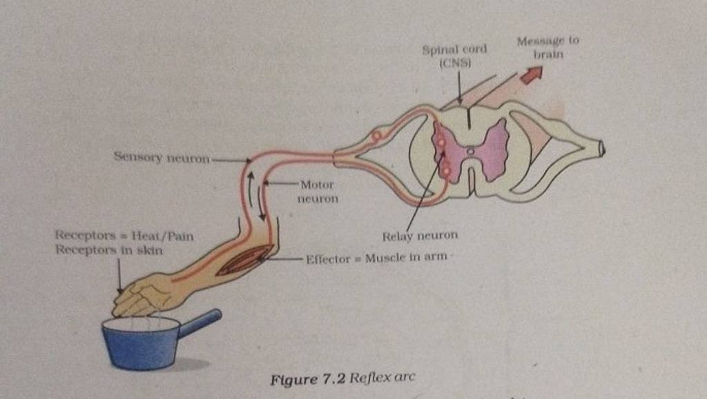 Sensory neuron Receptors Heat/Pain Receptors in skin Motor neuron Spinal