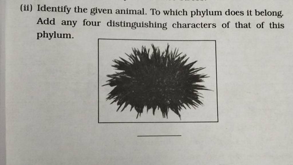 (ii) Identify the given animal. To which phylum does it belong. Add any f..