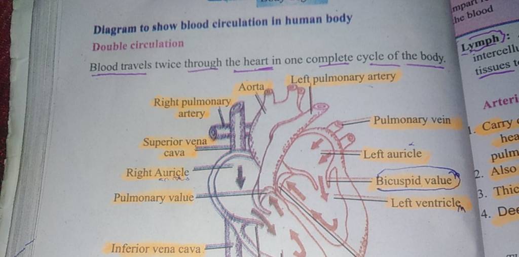 Diagram to show blood circulation in human body Double circulation Blood