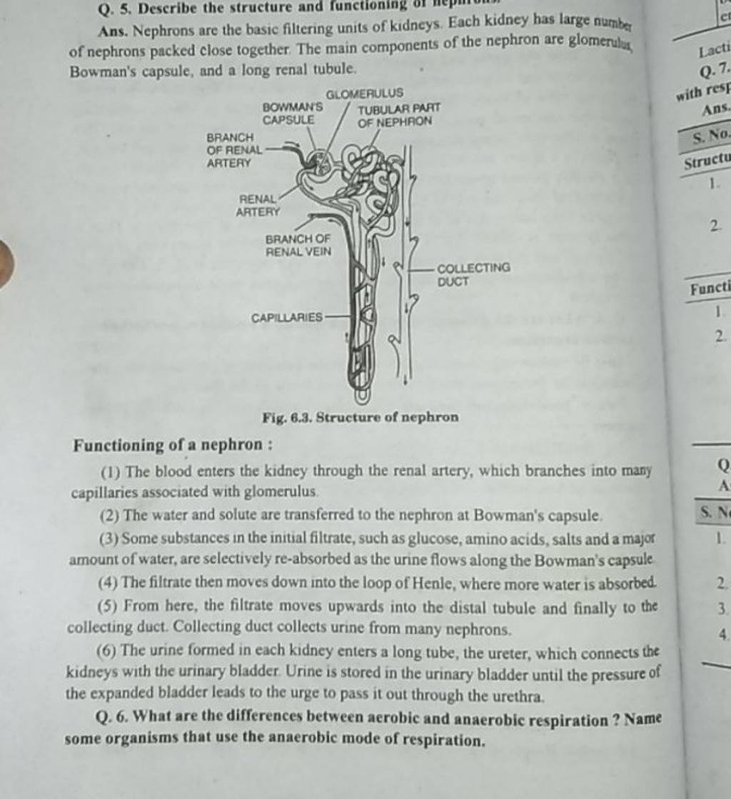 Nephrons are the basic filtering units of kidncys. Each kidney has large
