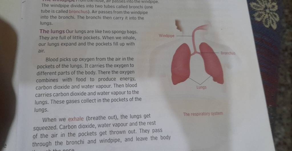The windpipe divides into two tubes called bronchi (one tube is called br..