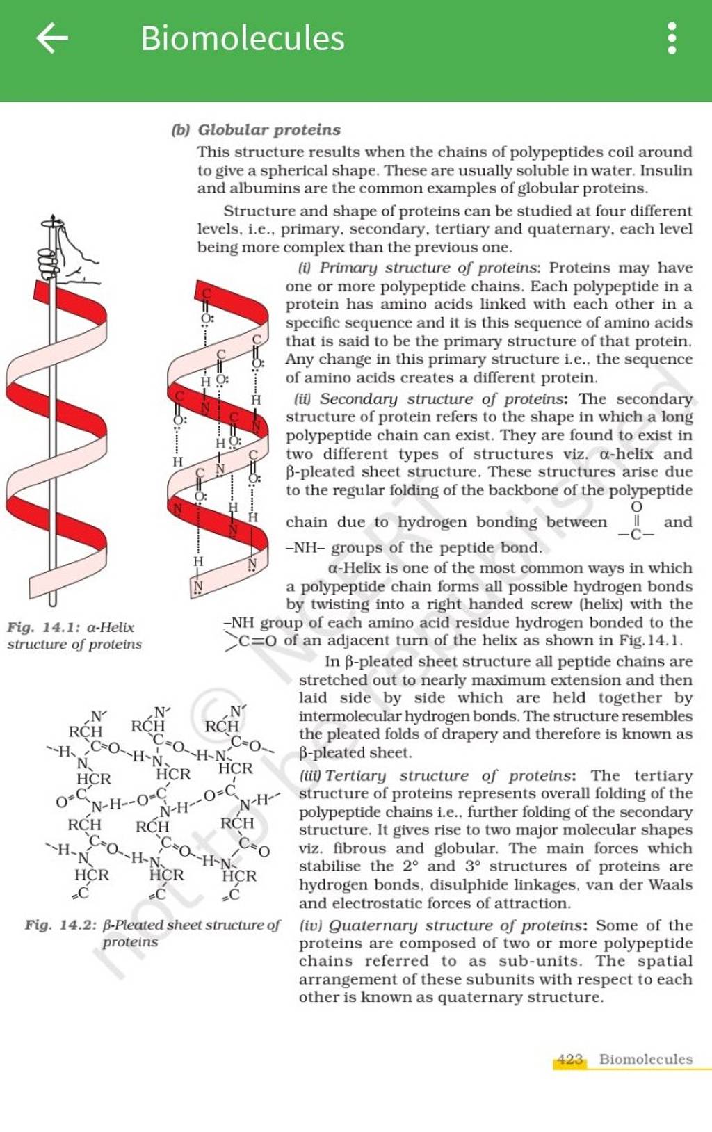 Biomolecules (b) Globular Proteins This Structure Results When The Chains..