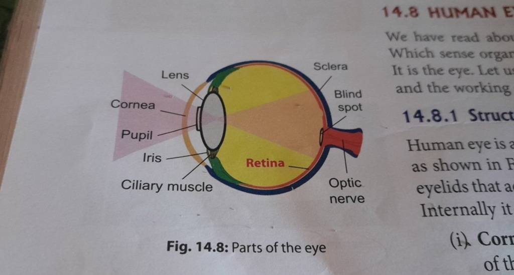 Cornea Pupil Lens Iris Ciliary muscle Retina Sclera Fig. 14.8: Parts of t..