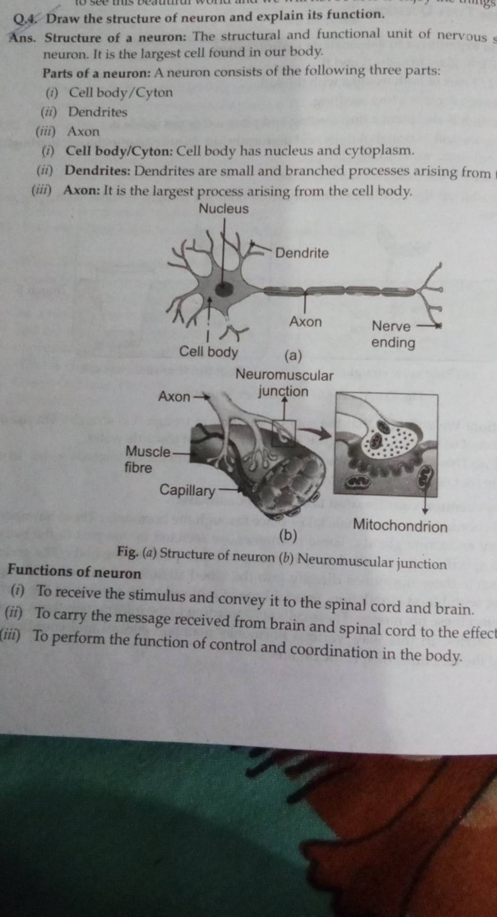 draw-a-labelled-diagram-of-the-neuron-and-describe-class-11-biology