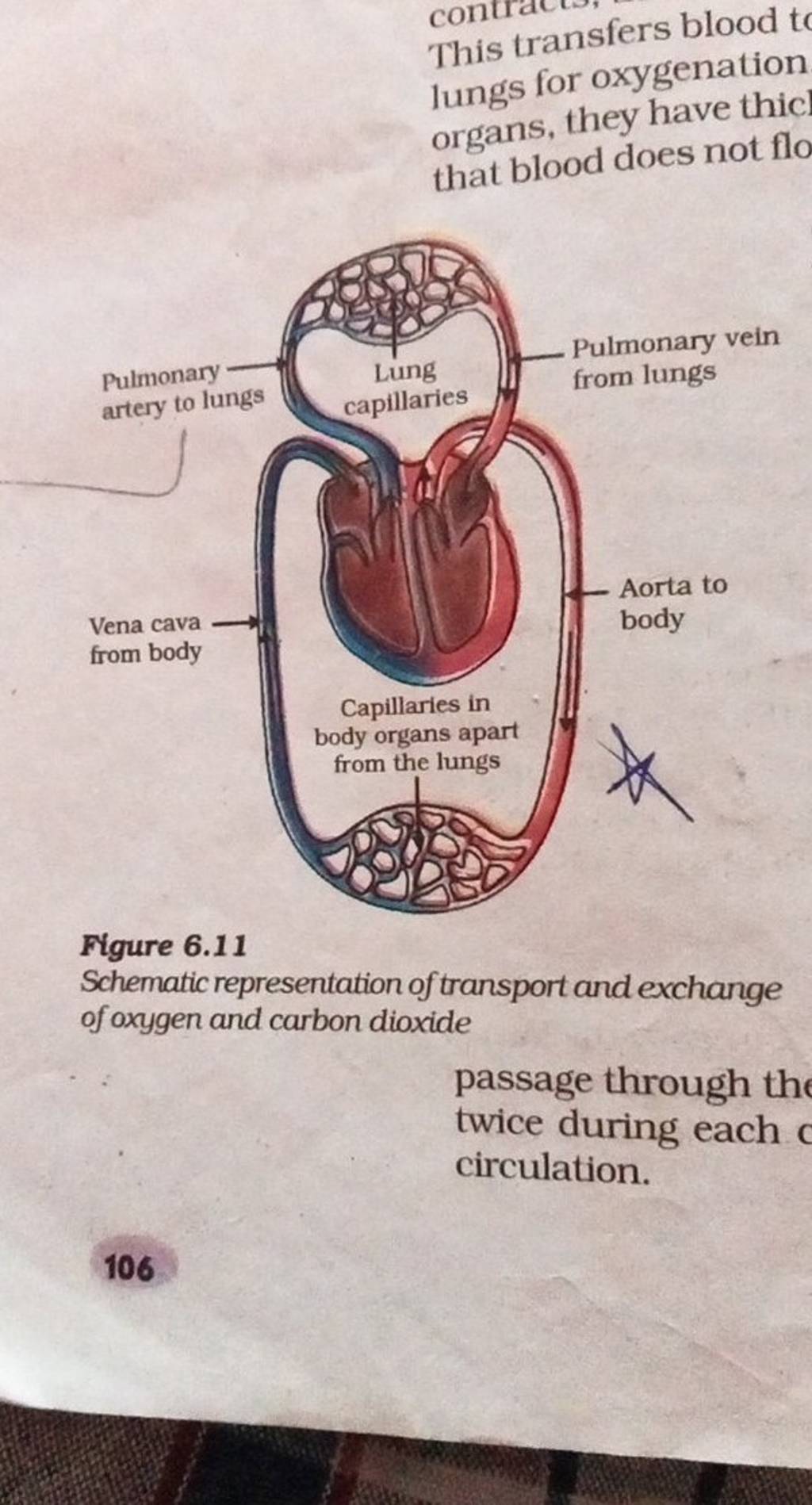 This transfers blood t lungs for oxygenation organs, they have thic that