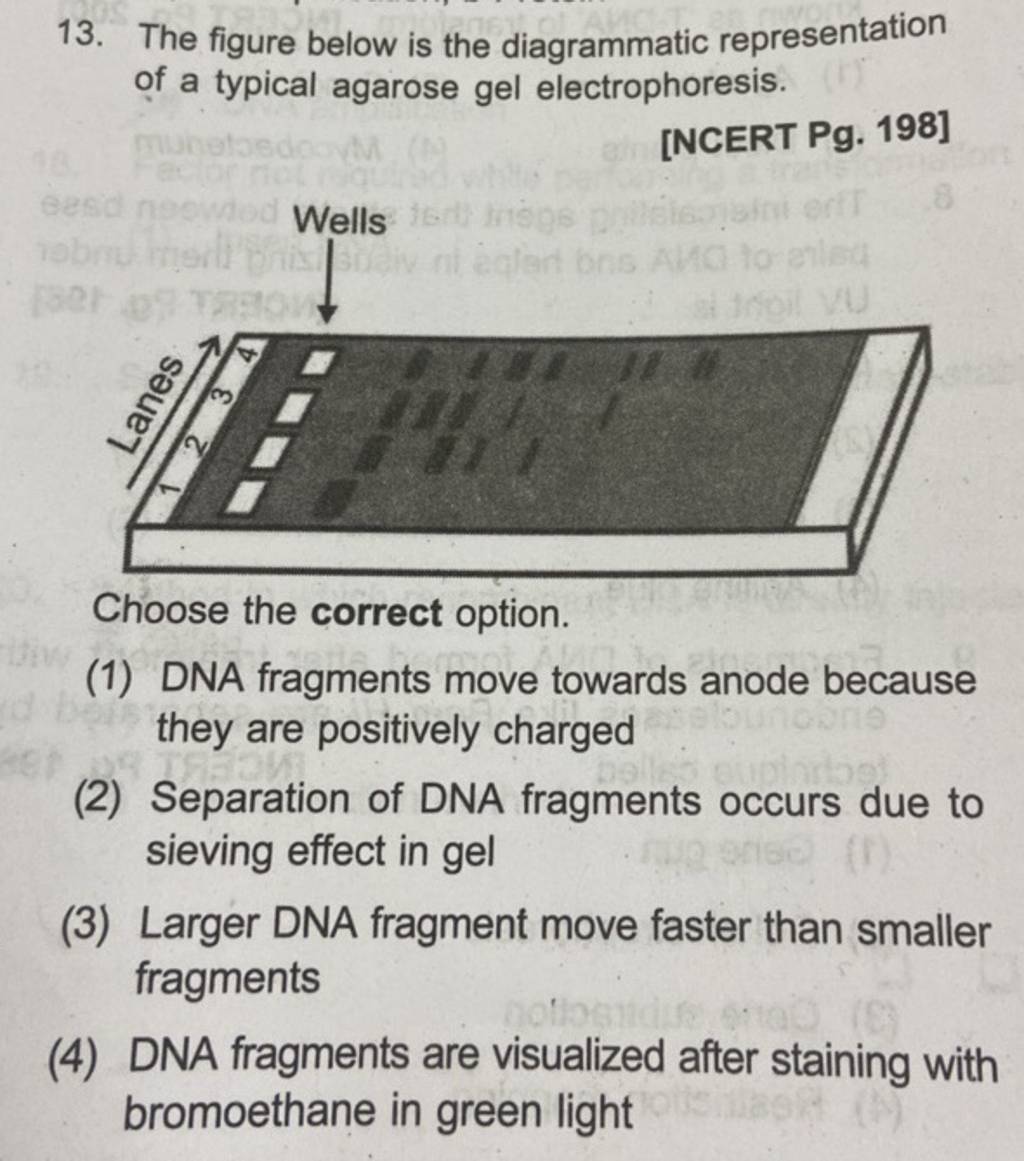 The figure below is the diagrammatic representation of a typical agarose