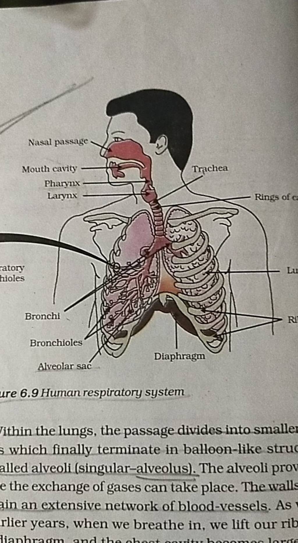 ure 6.9 Human respiratory system ithin the lungs, the passage divides int..