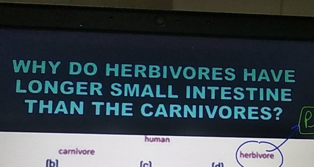 WHY DO HERBIVORES HAVE LONGER SMALL INTESTINE THAN THE CARNIVORES? Filo