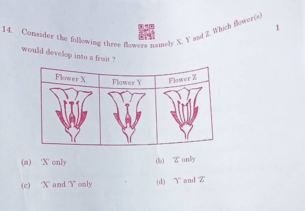 Would develop into a fruit? Flower X Flower Y Flower Z Filo