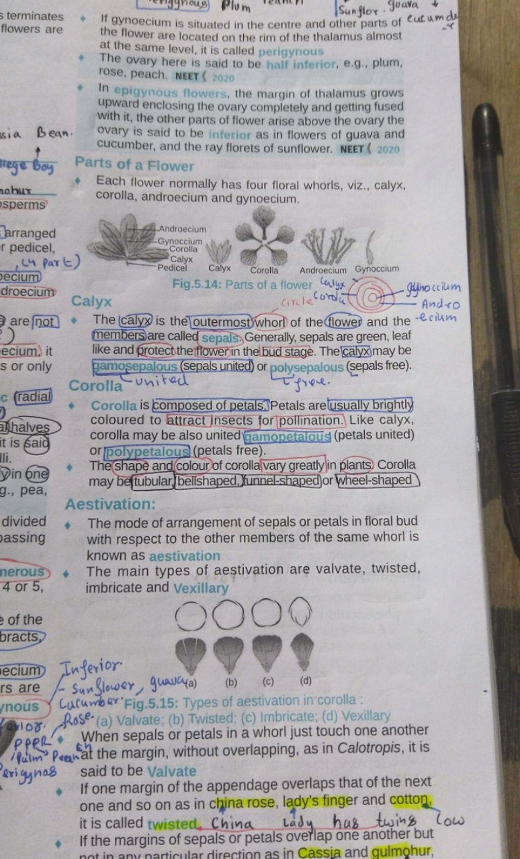 the flower are located on the rim of the thalamus almost at the same leve..