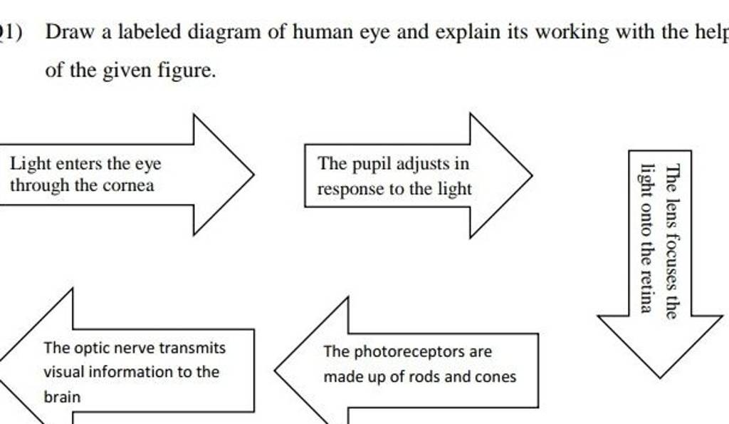 draw a labelled diagram of a human eye also explain its structure