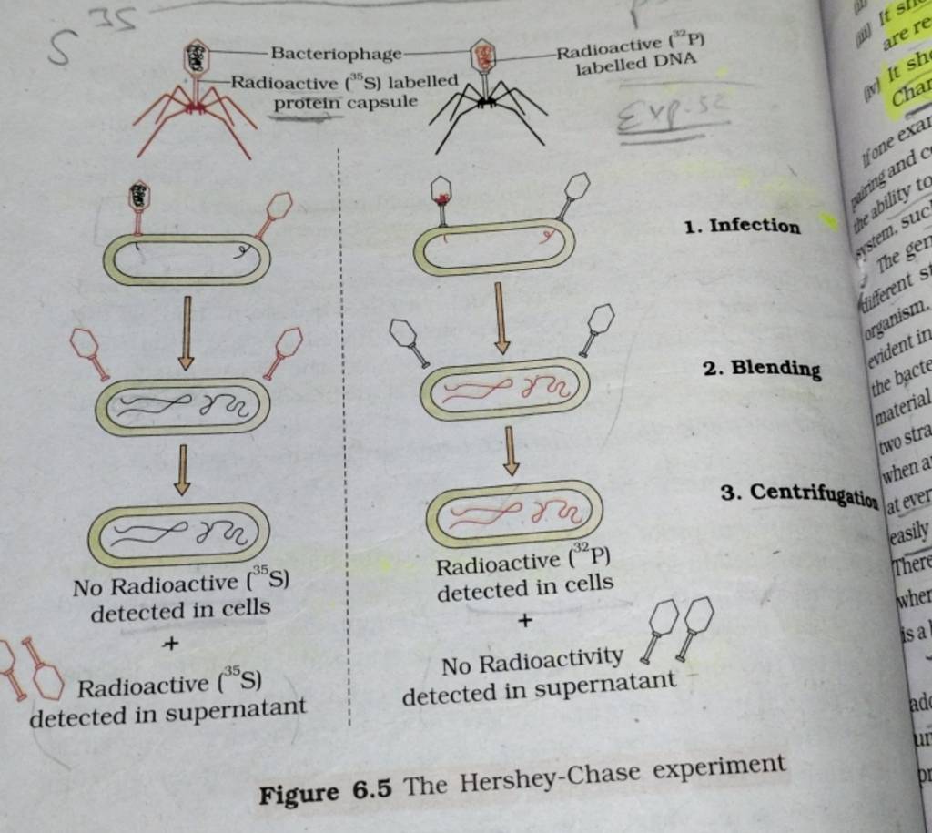 Bacteriophage Radioactive (32P) labelled DNA ine (35 S) labelled protein