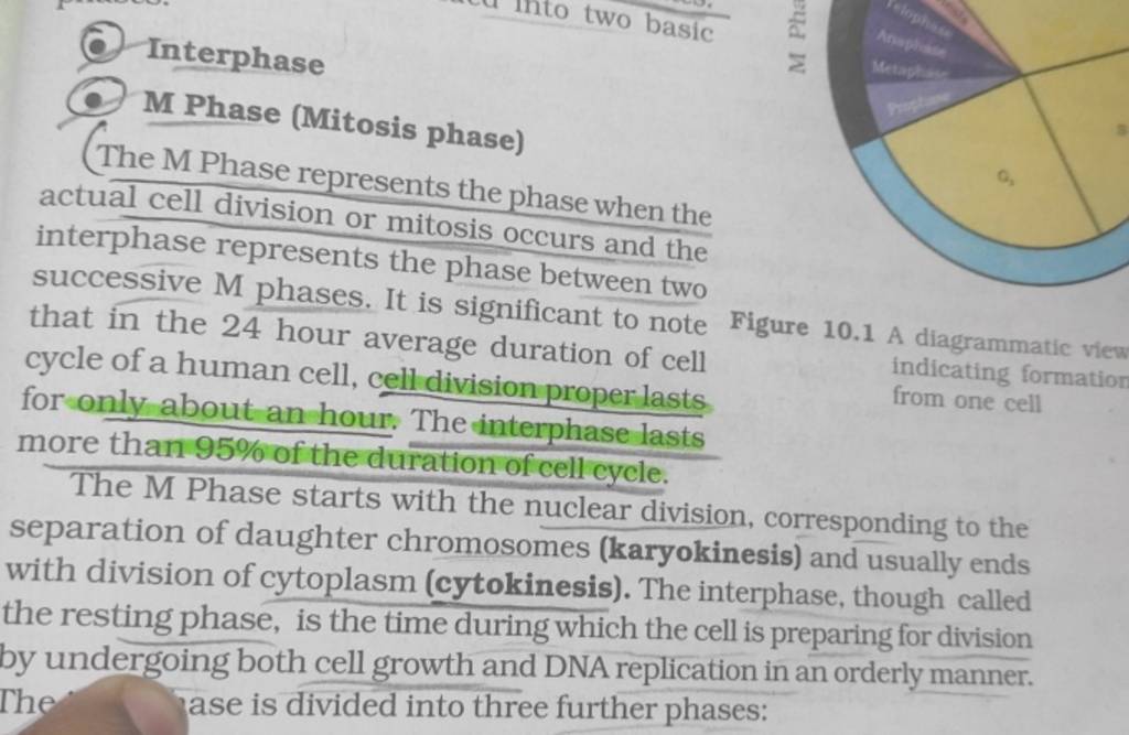 (6) Interphase (.) Mhase (Mitosis phase) (The M Phase represents the phas..