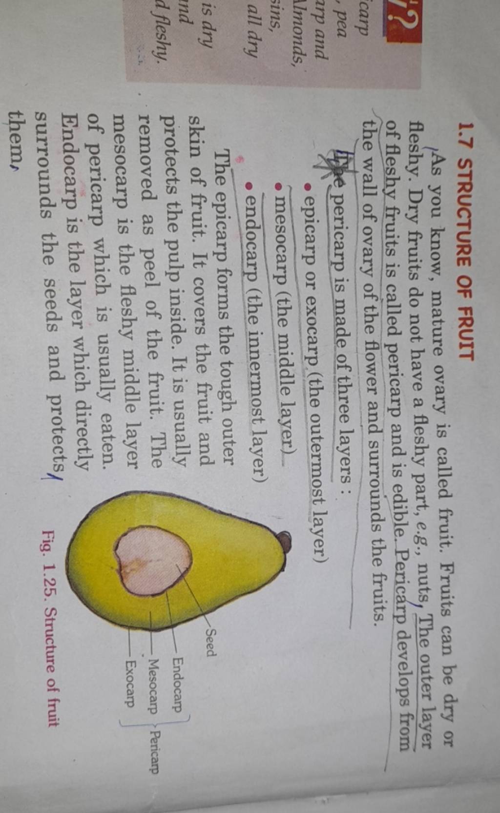 1.7 STRUCTURE OF FRUIT As you know, mature ovary is called fruit. Fruits