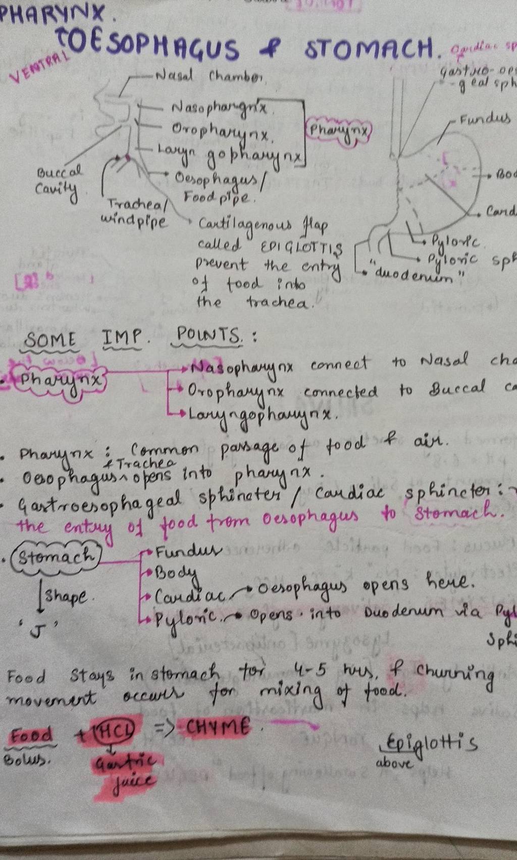 Pharynx. Toesophagus & Stomach. Nevinit Chamber, Buccal Orevent The Ent T..