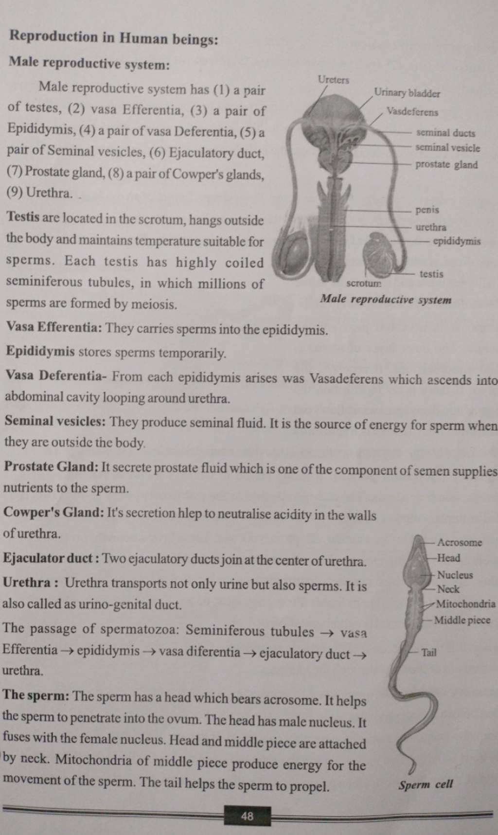 Reproduction In Human Beings Male Reproductive System Male Reproductive