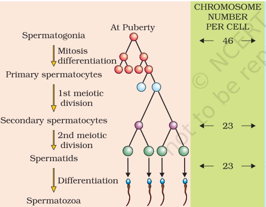CHROMOSOME NUMBER PER CELL Primary spermatocytes ∫∇ 1st meiotic divisio..