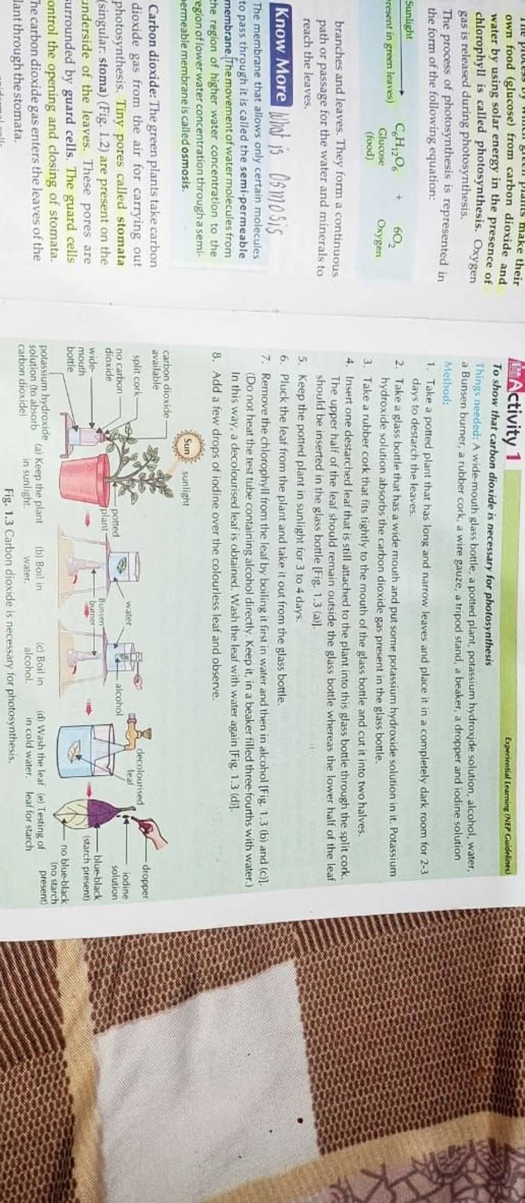 The prote green plants make their own food (glucose) from carbon dioxide