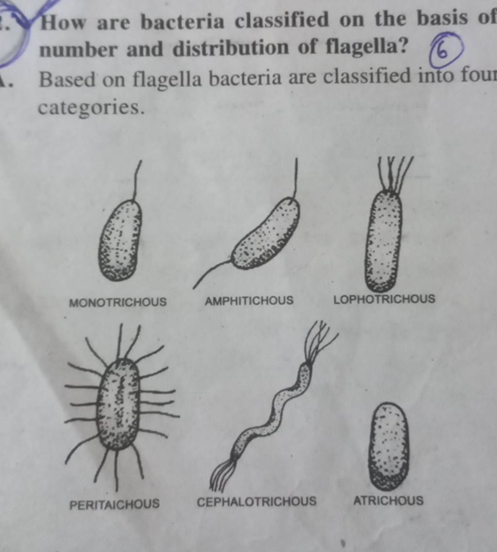 How Are Bacteria Classified On The Basis Of Number And Distribution Of Fl how-are-bacteria-classified-on-the-basis-of-number-and-distribution-of-fl