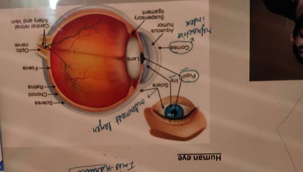 Human eye Iris Pupil Cornea Sclera refractive index Iris su outermost lay..