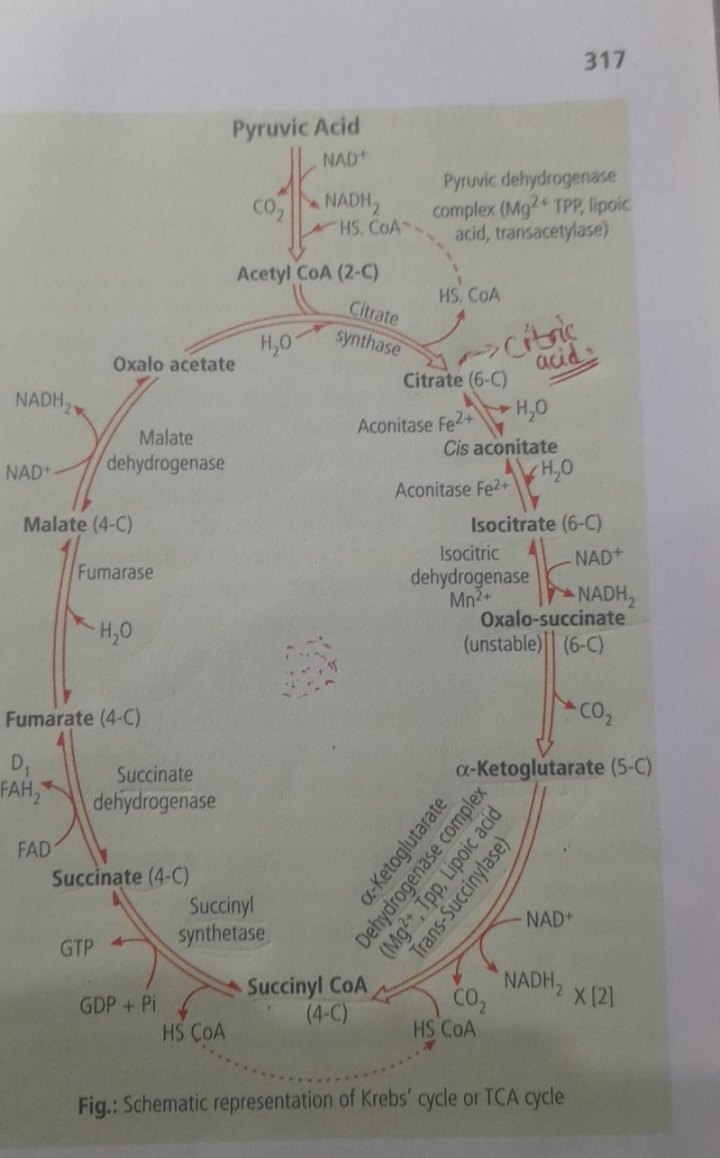 317 Pyruvic Acid Fig.: Schematic representation of Krebs' cycle or TCA cy..