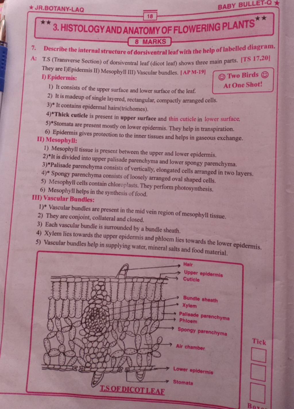 ⋆ JR.BOTANYLAQ BABY BULLETC ⋆⋆ 3. HISTOLOGY AND ANATOMY OF FLOWERING PL..