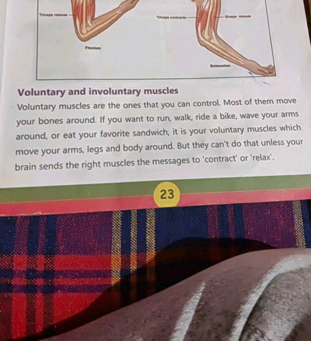Voluntary and involuntary muscles Voluntary muscles are the ones that you..