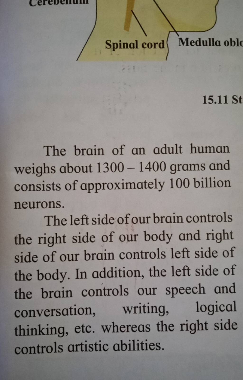 the brain of an adult human weighs about grams