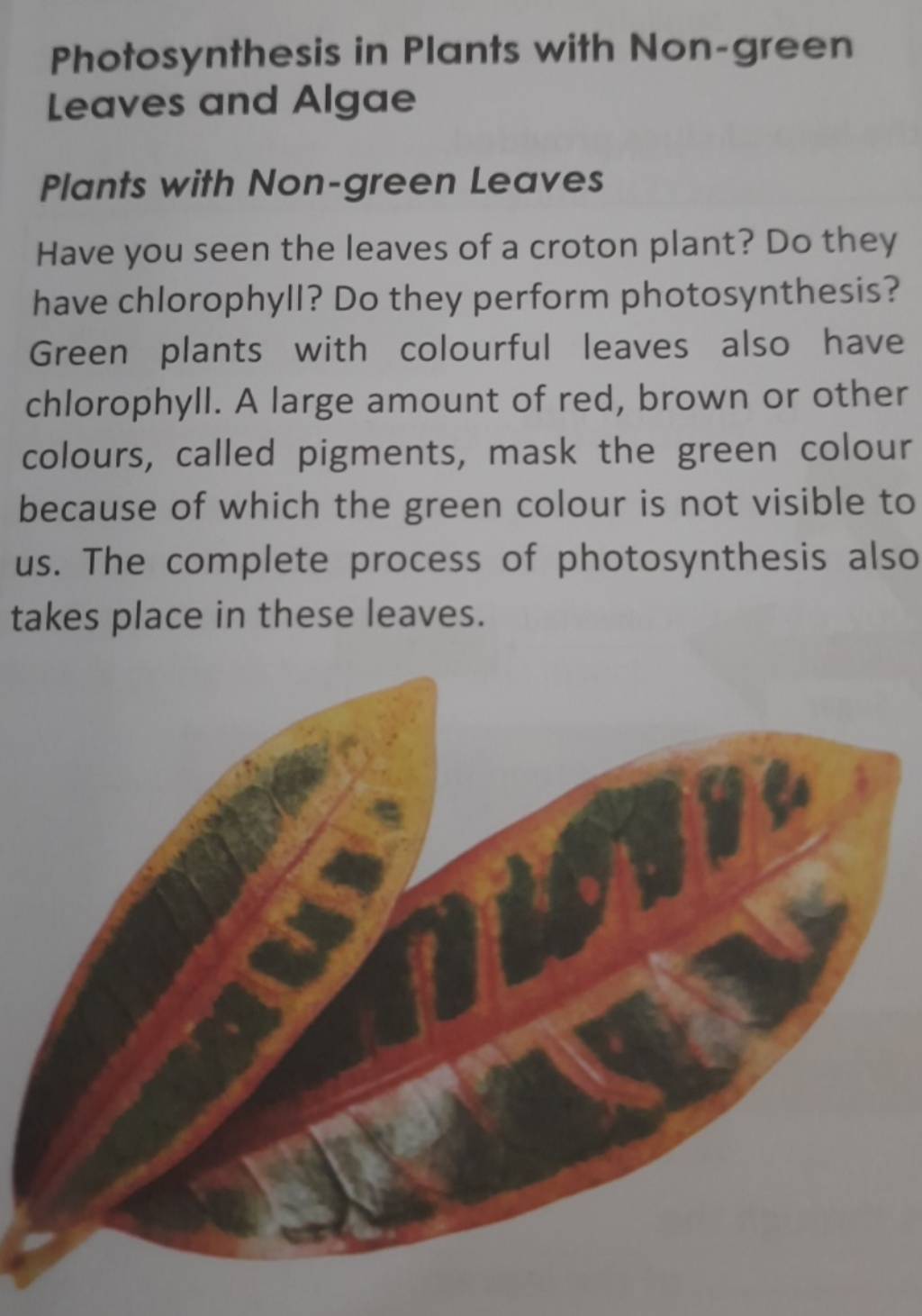 Photosynthesis in Plants with Nongreen Leaves and Algae Plants with Non..