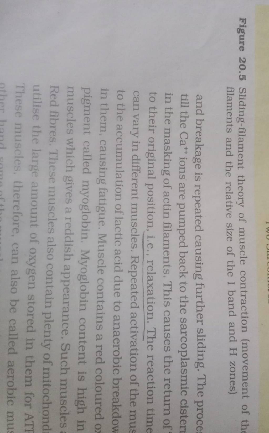 Figure 20.5 Slidingfilament theory of muscle contraction (movement of th..