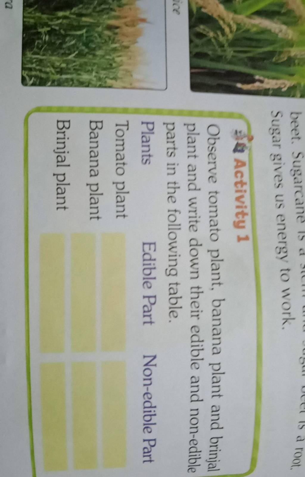 Sugar gives us energy to work.S. Activity 1Observe tomato plant, banana p..