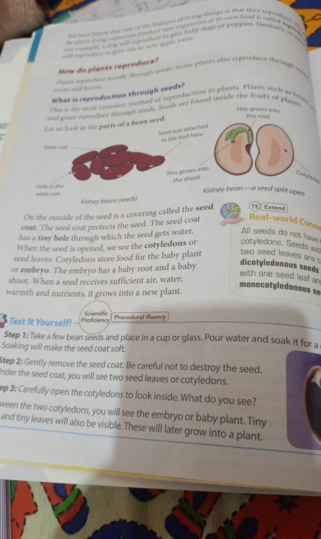 How do plants reproduce? What is reproduction through seeds? This is the