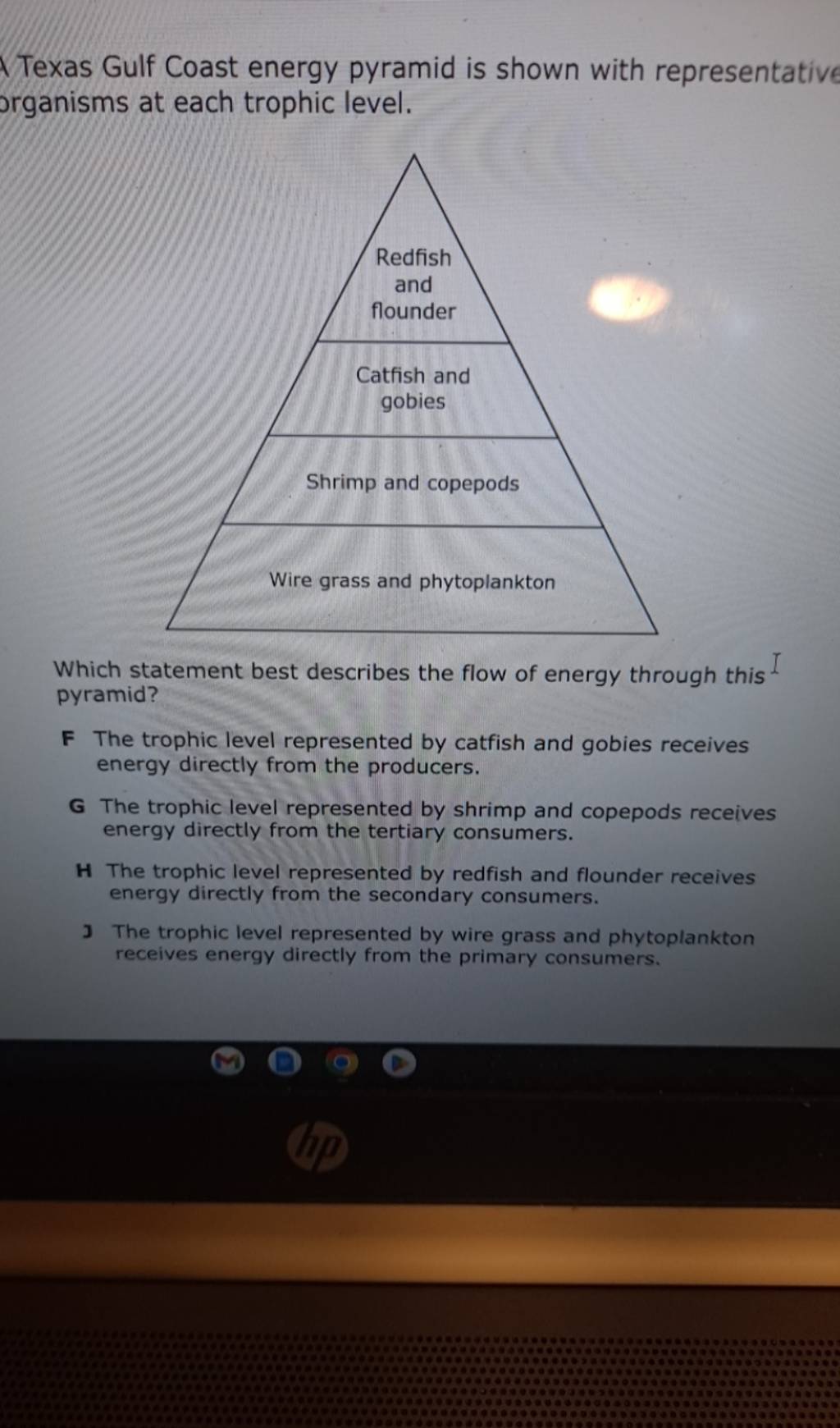 Texas Gulf Coast energy pyramid is shown with representative organisms