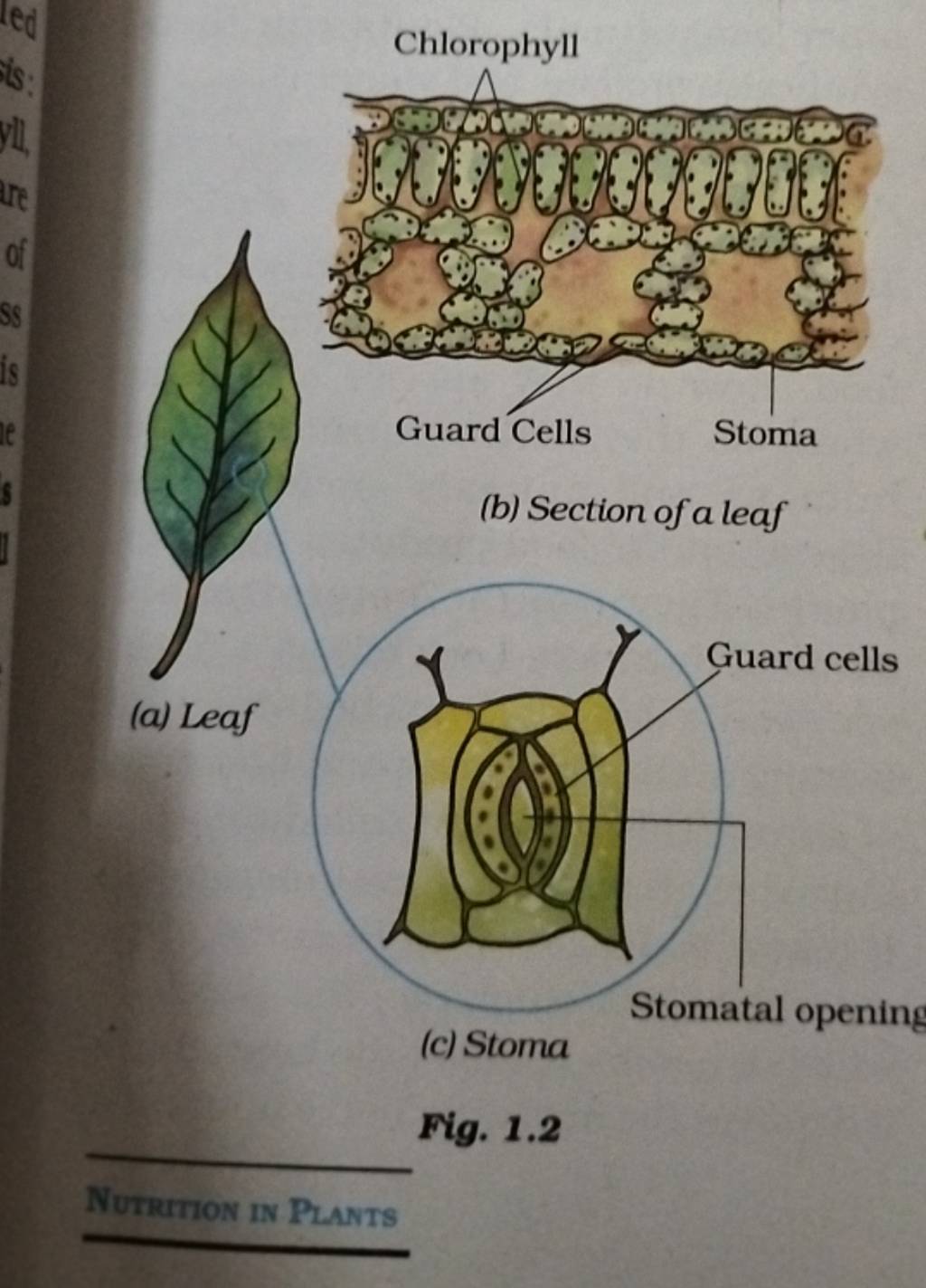 Guard Cells Stoma (b) Section of a leaf (a) Leaf Stomatal opening (c) Sto..