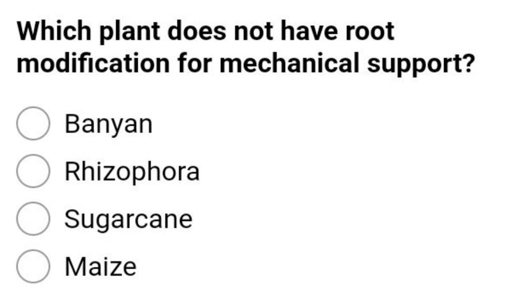 Which plant does not have root modification for mechanical support? Filo