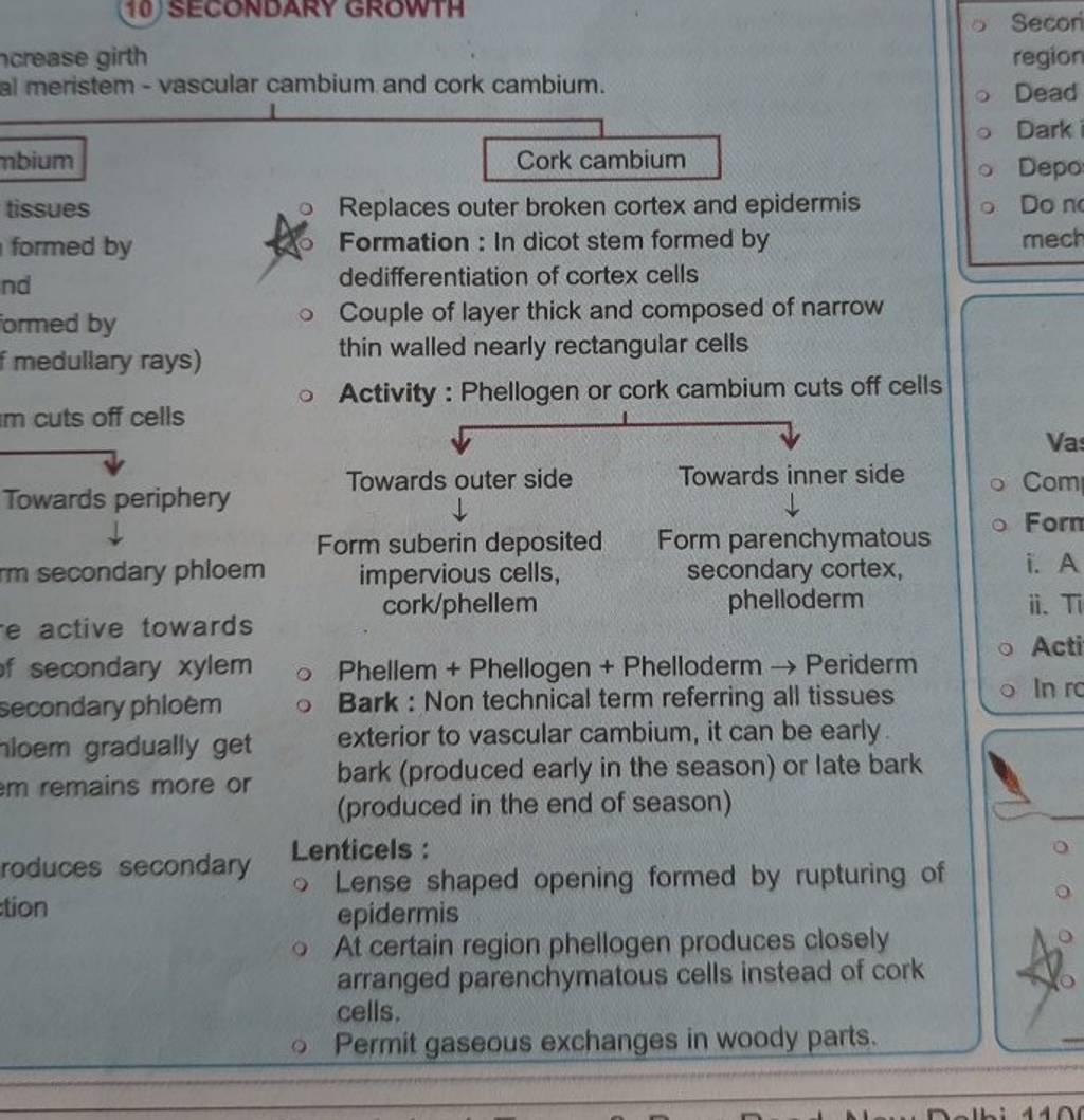 horease girth al meristem vascular cambium and cork cambium. Cork cambi..