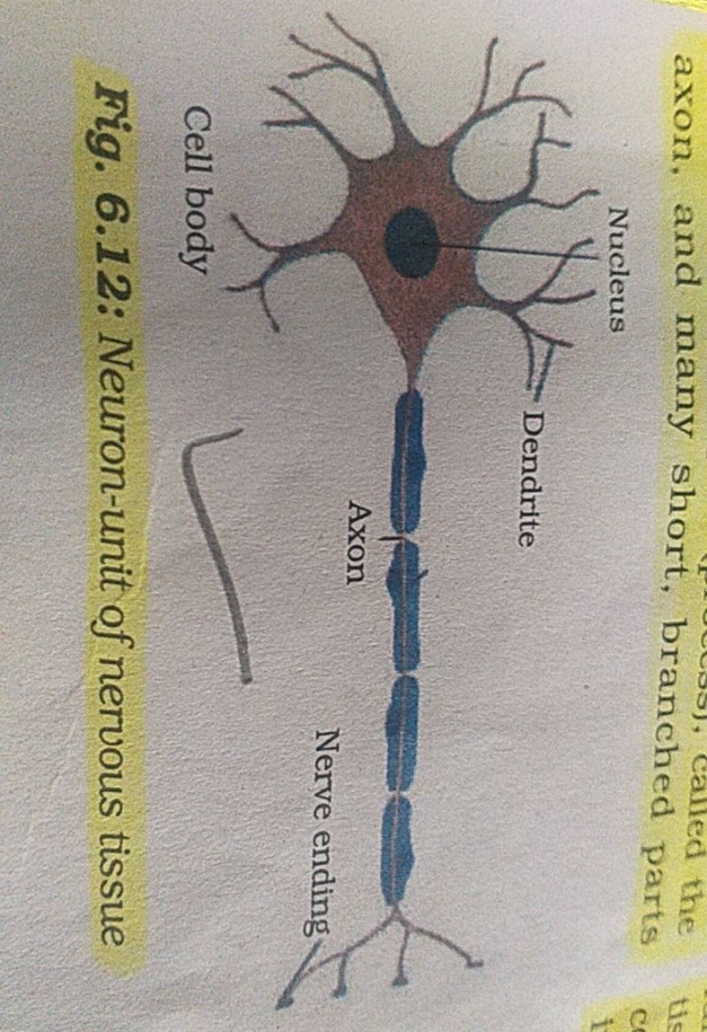 axon, and many short, branched parts Fig. 6.12: Neuron-unit of nervous ti..