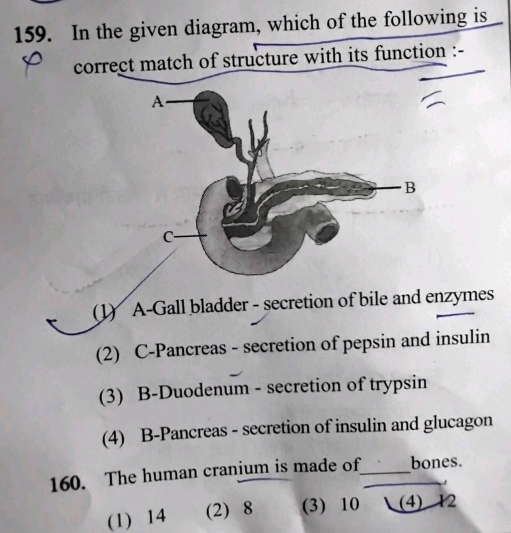 The human cranium is made of bones Biology Diagrams