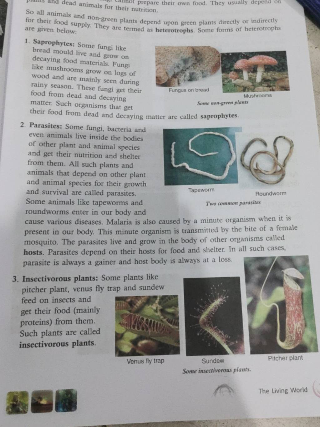 So all animals and nongreen plants depend upon green plants directly or