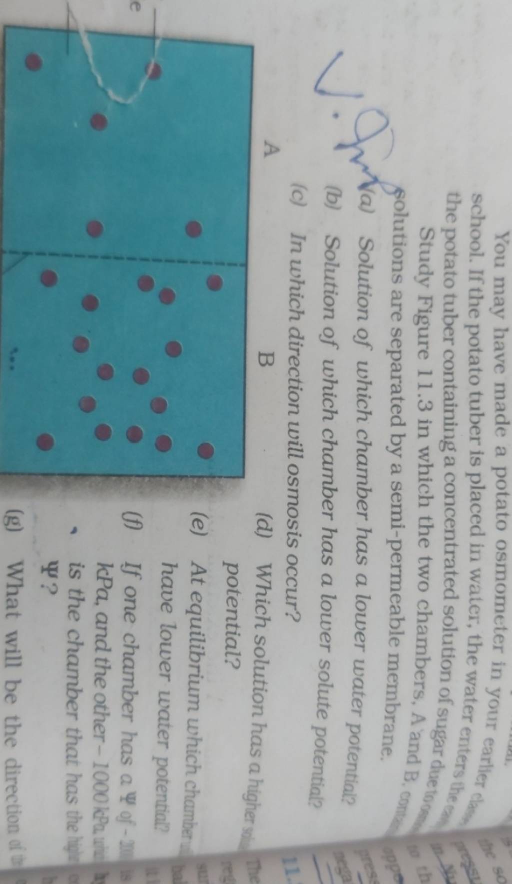 You may have made a potato osmometer in your earlier claw school. If the