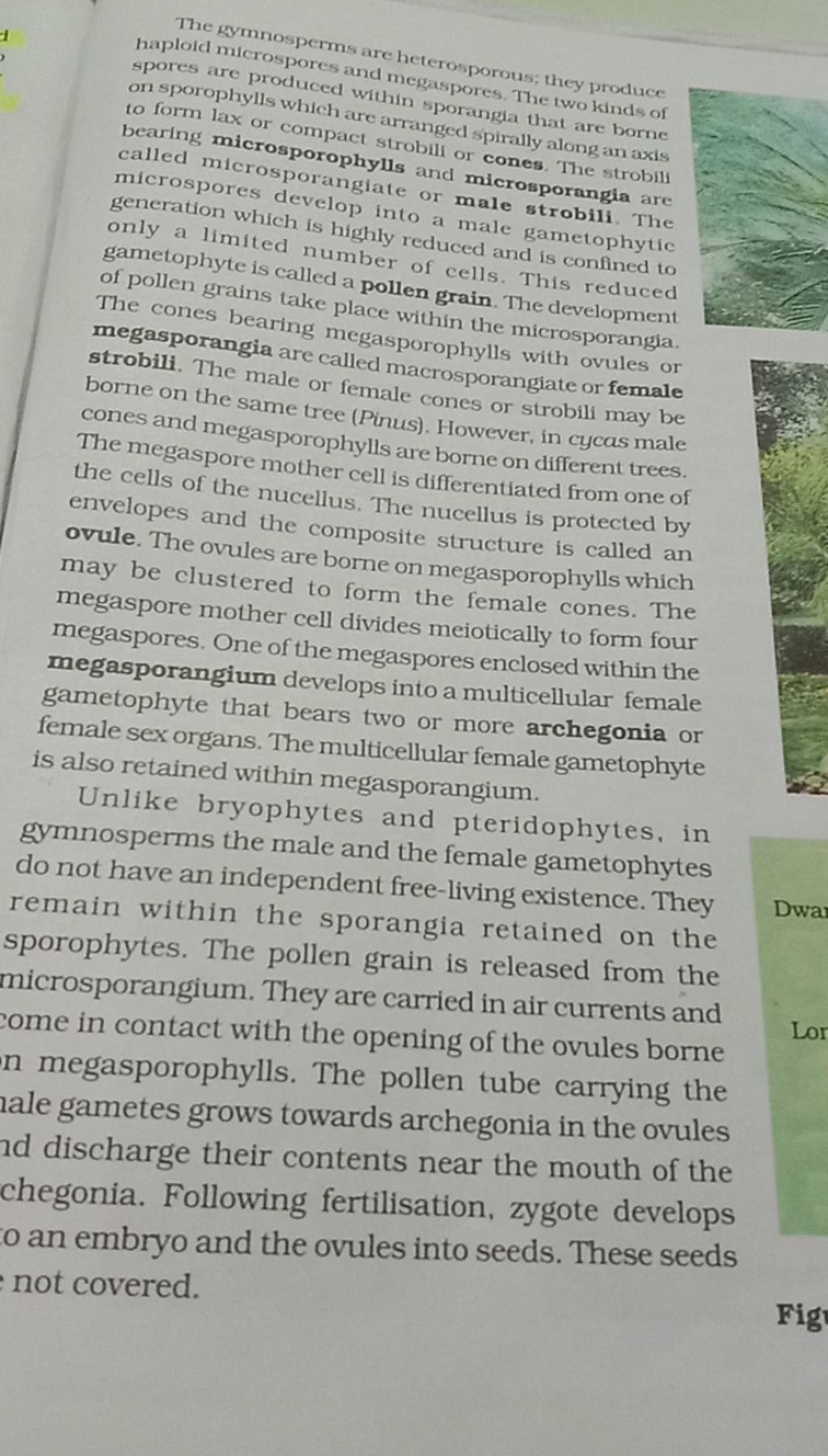 The gymnosperms are heterosporous; they produce spores are produced withe..